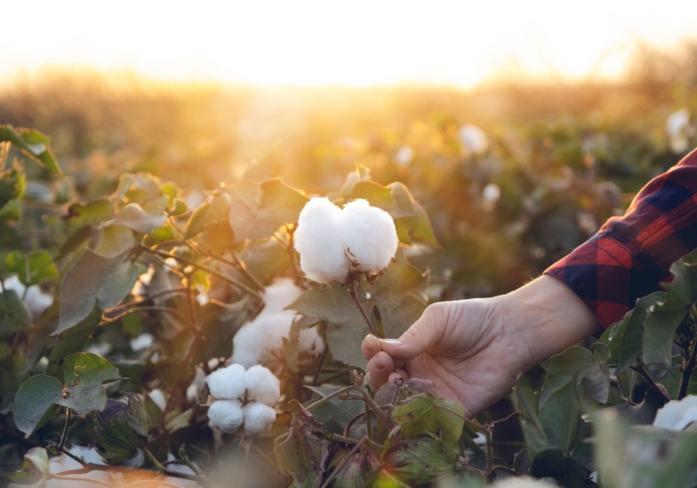 拉尔夫劳伦和土壤健康